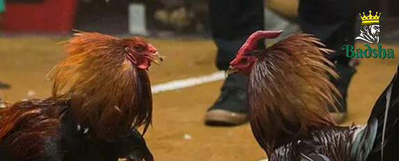 বাংলাদেশ সাবোং অনলাইন